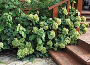 Гортензия древовидная в саду: личный опыт