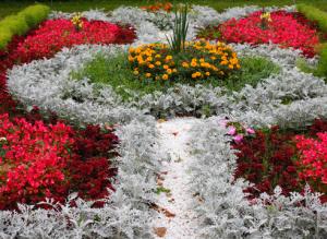 Крестовники в саду: уход и размножение