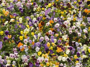 Хибины спасены