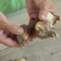 Как правильно делить нарциссы. Шаг 1