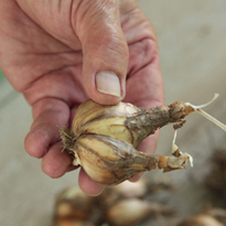 выкапывание и деление нарциссов, как отламывать молодые луковицы