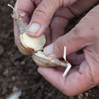 Как правильно делить нарциссы. Шаг 3