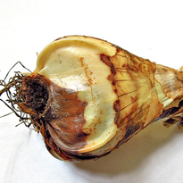 болезни нарцисса, гниль луковицы после ранения донца