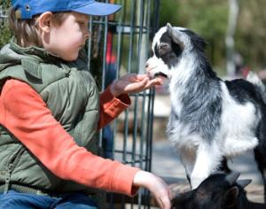 Краснодарский зоопарк — под угрозой закрытия