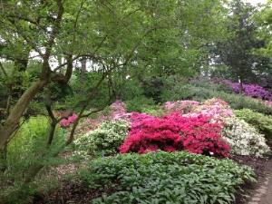 В бременский парк рододендронов теперь можно долететь прямым авиарейсом