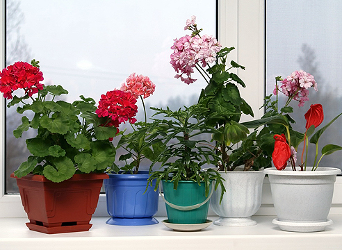 Какие комнатные цветы можно выращивать на южных окнах?
