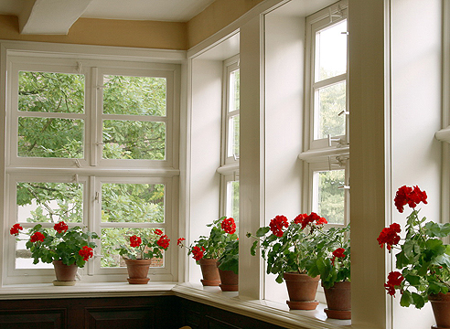 Какие комнатные цветы можно выращивать на южных окнах?