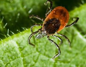 Клещи плодятся и расширяют ареал