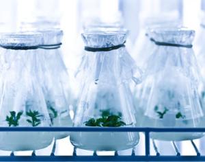 Энтузиасты собрали деньги на светящееся растение