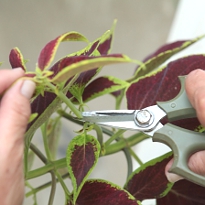 колеус_обрезка