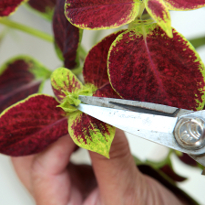 колеус прищипка