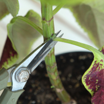 Формирование колеуса на штамбе. Шаг 1