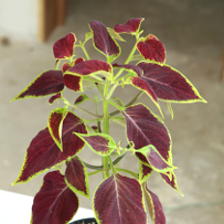 Формирование колеуса на штамбе. Шаг 4