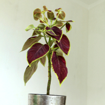 Формирование колеуса на штамбе. Шаг 5