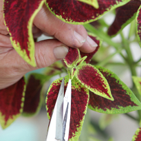 Формирование колеуса на штамбе. Шаг 7