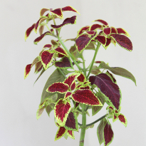 рост колеуса