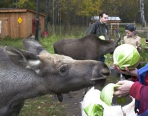 Лосиный остров будут реконструировать