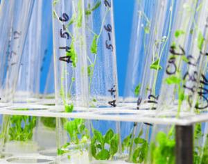 Растения умеют делить одно число на другое