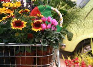 Как привезти растения из-за границы