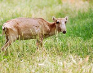 В России появится заказник сайгаков