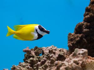 На ВВЦ построят крупнейший европейский океанариум