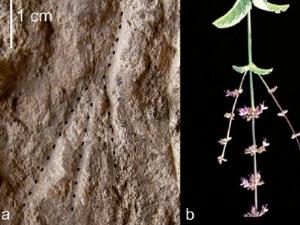 Люди кладут цветы на могилы более десяти тысяч лет