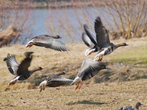 Музей гуся открылся на Алтае возле озера Горькое