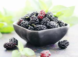 Шелковица: посадка, уход, размножение