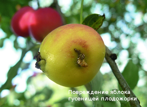 Яблоня Вредители Фото