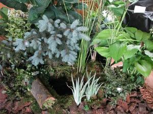 Выставка декоративнолистных растений в Москве: фоторепортаж