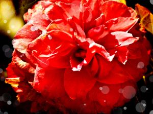 На Красной площади пройдёт фестиваль цветов