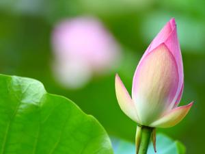 В Астрахани расцвели лотосы