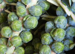 Сорта брюссельской капусты