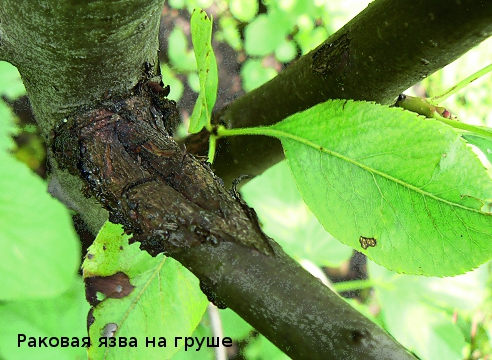 Болезни и повреждения яблок и груш