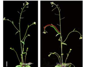 Учёные поняли, как ветки растений чувствуют гравитацию