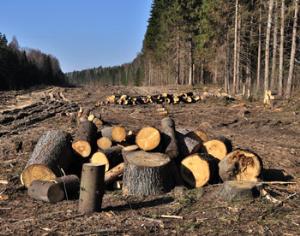 Экологи озабочены высокоскоростной железной дорогой