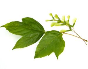 Клён попадёт в Чёрную книгу Сибири