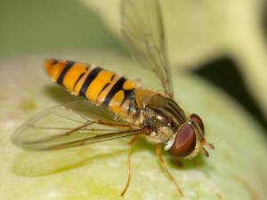 Нападение на пьяную муху влечёт выпадение органов
