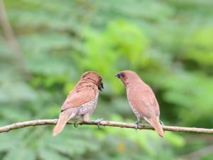 Имеретинская низменность станет парком птиц