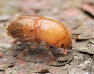 Заповедник Столбы уничтожает жук