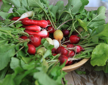 Редис: сорта