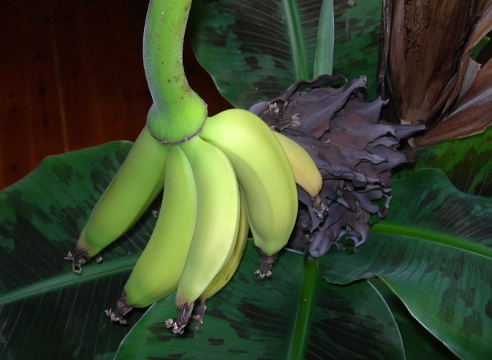 Банан: как получить урожай в комнатных условиях