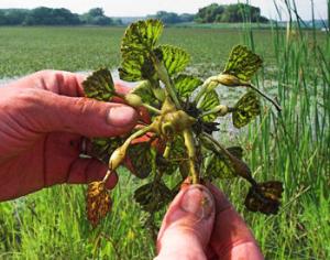 Орехи убивают рыб