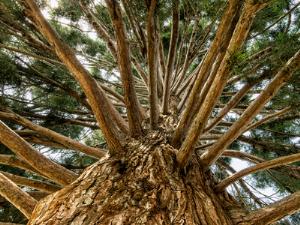 Секвойя, символизирующая вечность Таджикистана, засохла