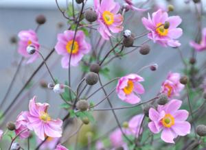 Осенние анемоны: сорта