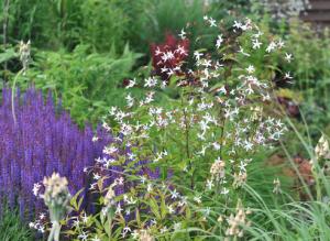 Гилления: уход и размножение