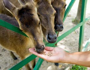 Московский зоопарк пытается уберечь зверей от людей