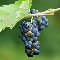 гроздь винограда