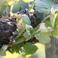 Сорта винограда