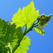 Сорта винограда